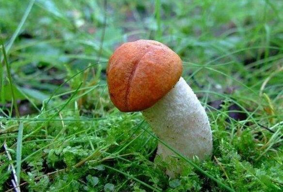 the mushroom symbolizes an enlarged penis head